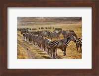 Burchell's Zebra waiting in line for dust bath, Ngorongoro Crater, Tanzania Fine Art Print