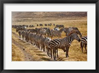 Burchell's Zebra waiting in line for dust bath, Ngorongoro Crater, Tanzania Fine Art Print