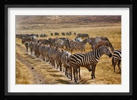 Burchell's Zebra waiting in line for dust bath, Ngorongoro Crater, Tanzania Fine Art Print