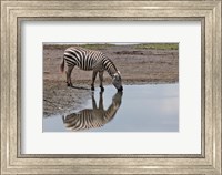 Burchell's Zebra, Lake Nakuru National Park, Kenya Fine Art Print
