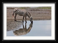 Burchell's Zebra, Lake Nakuru National Park, Kenya Fine Art Print