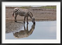 Burchell's Zebra, Lake Nakuru National Park, Kenya Fine Art Print