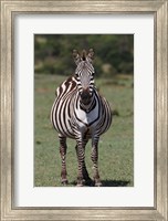Zebra, Maasai Mara, Kenya Fine Art Print