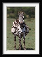 Zebra, Maasai Mara, Kenya Fine Art Print