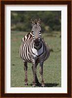Zebra, Maasai Mara, Kenya Fine Art Print