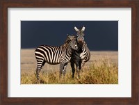 Burchell's Zebra, Maasai Mara, Kenya Fine Art Print
