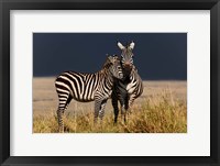 Burchell's Zebra, Maasai Mara, Kenya Fine Art Print