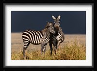 Burchell's Zebra, Maasai Mara, Kenya Fine Art Print