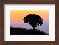 Candelabra Tree, sunrise, Ngorongoro Crater, Tanzania Fine Art Print
