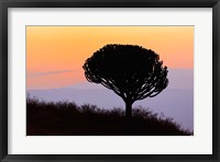 Candelabra Tree, sunrise, Ngorongoro Crater, Tanzania Fine Art Print