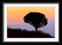 Candelabra Tree, sunrise, Ngorongoro Crater, Tanzania Framed Print