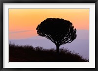 Candelabra Tree, sunrise, Ngorongoro Crater, Tanzania Framed Print