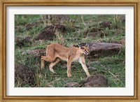 Caracal wildlife, Maasai Mara, Kenya Fine Art Print