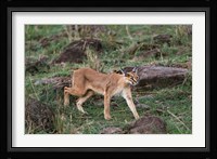 Caracal wildlife, Maasai Mara, Kenya Fine Art Print