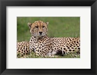 Cheetah resting, Maasai Mara, Kenya Fine Art Print