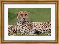 Cheetah resting, Maasai Mara, Kenya Fine Art Print