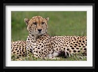 Cheetah resting, Maasai Mara, Kenya Fine Art Print