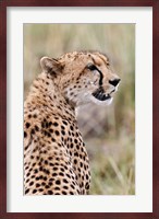 Cheetah profile, Maasai Mara, Kenya Fine Art Print