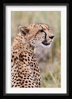 Cheetah profile, Maasai Mara, Kenya Fine Art Print