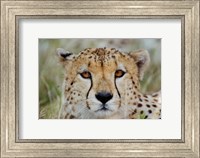 Head of a Cheetah, Masai Mara Game Reserve, Kenya Fine Art Print