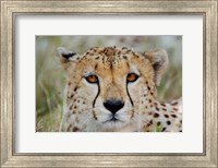 Head of a Cheetah, Masai Mara Game Reserve, Kenya Fine Art Print