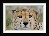 Head of a Cheetah, Masai Mara Game Reserve, Kenya Fine Art Print