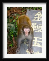 China, Zhangjiajie National Forest, Rhesus Macaque Fine Art Print