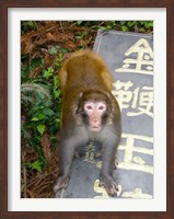 China, Zhangjiajie National Forest, Rhesus Macaque Fine Art Print