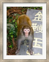 China, Zhangjiajie National Forest, Rhesus Macaque Fine Art Print