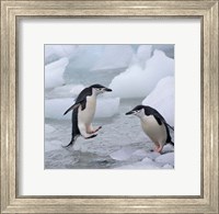 Chinstrap Penguins on ice, Antarctica Fine Art Print