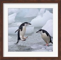 Chinstrap Penguins on ice, Antarctica Fine Art Print