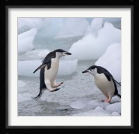 Chinstrap Penguins on ice, Antarctica Fine Art Print