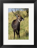 Common Waterbuck wildlife, Maasai Mara, Kenya Fine Art Print