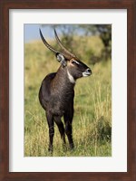 Common Waterbuck wildlife, Maasai Mara, Kenya Fine Art Print