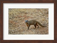 Dwarf Mongoose, Samburu Game Reserve, Kenya Fine Art Print
