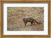 Dwarf Mongoose, Samburu Game Reserve, Kenya Fine Art Print