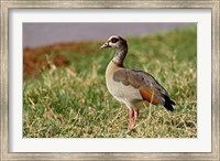 Egyptian Goose, Samburu Game Reserve, Kenya Fine Art Print