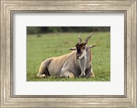 Eland (Taurotragus oryx) Kenya's largest antelope Fine Art Print