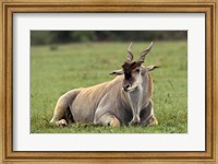 Eland (Taurotragus oryx) Kenya's largest antelope Fine Art Print