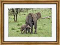 Female African Elephant with baby, Serengeti National Park, Tanzania Fine Art Print