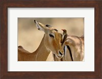Female Impala with Red-billed Oxpecker, Samburu Game Reserve, Kenya Fine Art Print