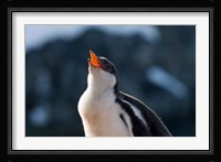 Gentoo Penguin chick, Neko Harbor, Antarctica Fine Art Print