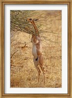 Gerenuk antelope, Samburu Game Reserve, Kenya Fine Art Print