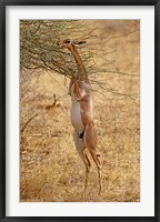 Gerenuk antelope, Samburu Game Reserve, Kenya Fine Art Print