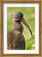 Hadada Ibis bird, Samburu National Reserve, Kenya Fine Art Print