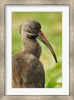 Hadada Ibis bird, Samburu National Reserve, Kenya Fine Art Print