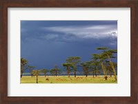 Herd of male Impala, Lake Nakuru, Lake Nakuru National Park, Kenya Fine Art Print