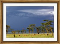 Herd of male Impala, Lake Nakuru, Lake Nakuru National Park, Kenya Fine Art Print