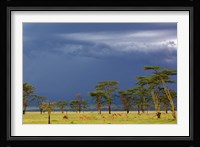 Herd of male Impala, Lake Nakuru, Lake Nakuru National Park, Kenya Fine Art Print