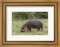 Hippopotamus near riverside, Maasai Mara, Kenya Fine Art Print